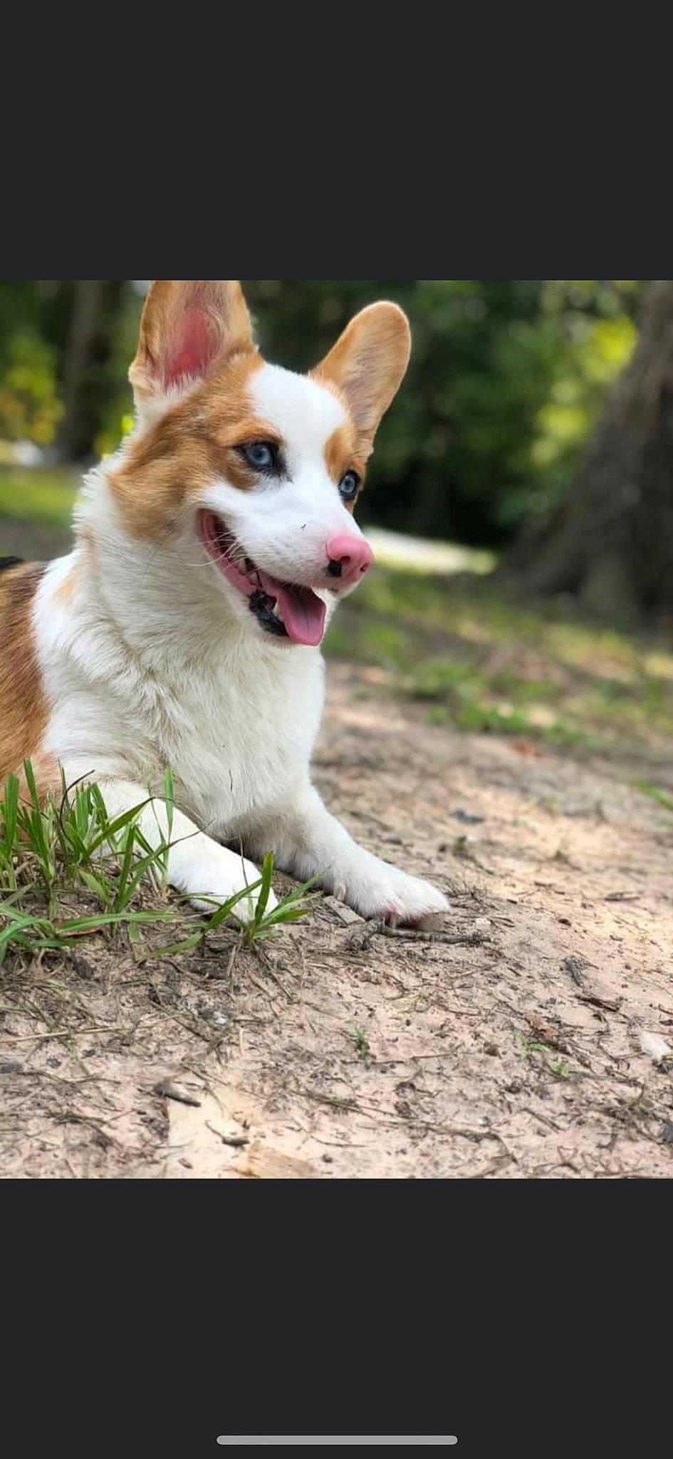 Nevaeh is registered to the contest to win money with this photo: ancient_dog_breeds, carnivore, collar, companion_dog, dog, dog_breed, fang, fur, grass, plant, puppy, soil, tail, terrestrial_animal, tree, whiskers, working_dog