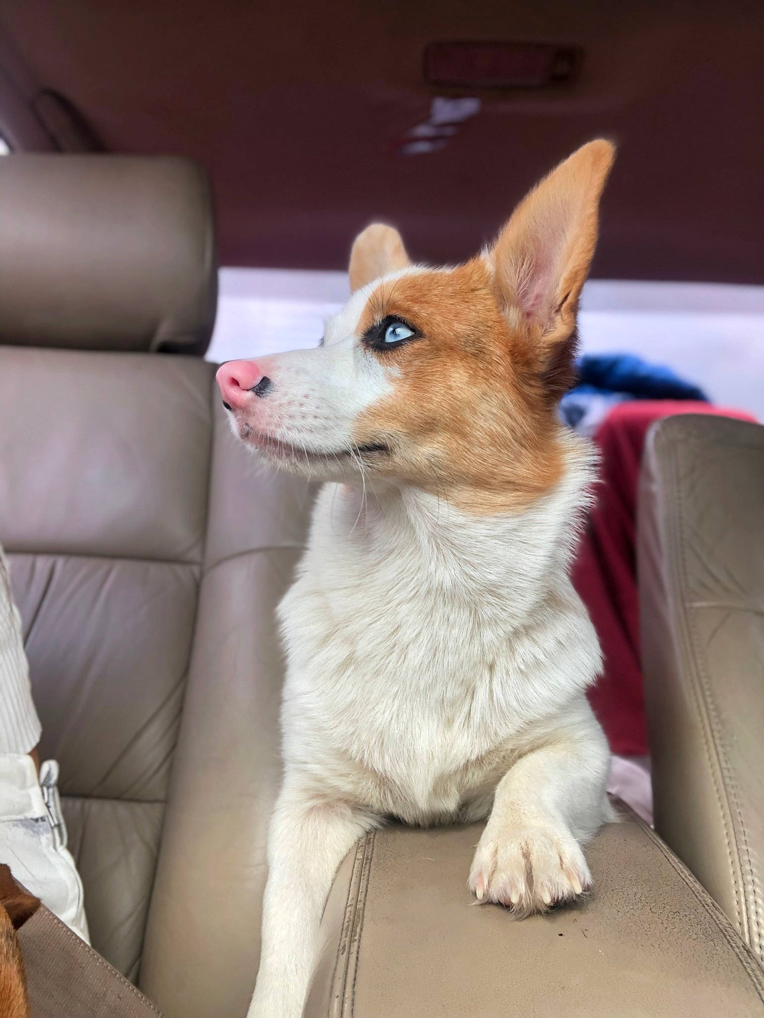 Nevaeh joined the competition — help win amazing prizes! canidae, carnivore, collar, comfort, companion_dog, dog, dog_breed, dog_supply, fawn, fur, non_sporting_group, snout, sporting_group, tail, terrestrial_animal, whiskers, wildlife, wood, working_animal