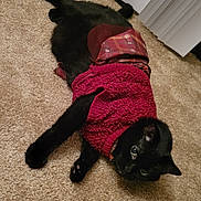 Hemi is registered to the contest to win money with this photo: cat, black_cat, pet, indoor, carpet, sweater, red_sweater, plaid, fur, whiskers, relaxed, cute, animal, domestic_animal, lying_down, cozy, curious, green_eyes, floor, home