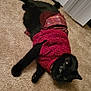 cat, black_cat, pet, indoor, carpet, sweater, red_sweater, plaid, fur, whiskers, relaxed, cute, animal, domestic_animal, lying_down, cozy, curious, green_eyes, floor, home