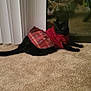 black_cat, cat, pet, indoor, carpet, clothing, sweater, skirt, reflection, glass_door, vertical_blinds, person, phone, photography, animal, feline, home, relaxing, cute, cozy