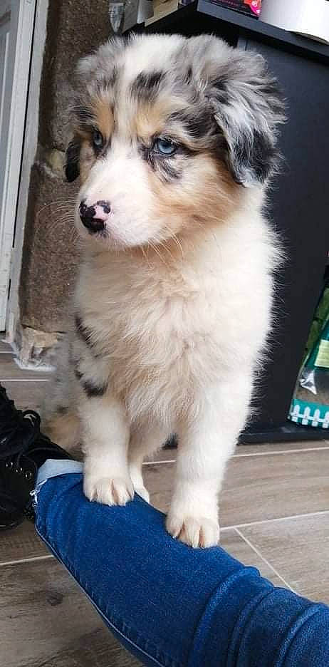 Sierra participe au concours pour gagner de l'argent avec cette photo : ancient_dog_breeds, backpack, bag, blue, canidae, carnivore, companion_dog, dog, dog_breed, fawn, fur, luggage_and_bags, miniature_australian_shepherd, snout, sporting_group, terrestrial_animal, toy_dog, whiskers, working_animal, working_dog