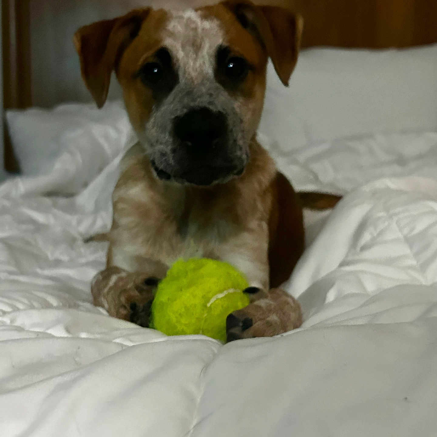 Chompers Mcgee is registered to the contest to win money with this photo: animal, bed, comfort, cozy, cute, dog, domestic, ears, fur, household, indoor, looking, paws, pet, playful, puppy, resting, tennis_ball, white_bedspread, young_dog