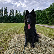 Tyna participe au concours pour gagner de l'argent avec cette photo : animal, black_dog, canine, cloudy_sky, daytime, dog, field, fur, grass, hay, landscape, leash, nature, outdoor, pet, rural, sitting, summer, tongue_out, trees