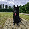 animal, black_dog, canine, cloudy_sky, daytime, dog, field, fur, grass, hay, landscape, leash, nature, outdoor, pet, rural, sitting, summer, tongue_out, trees