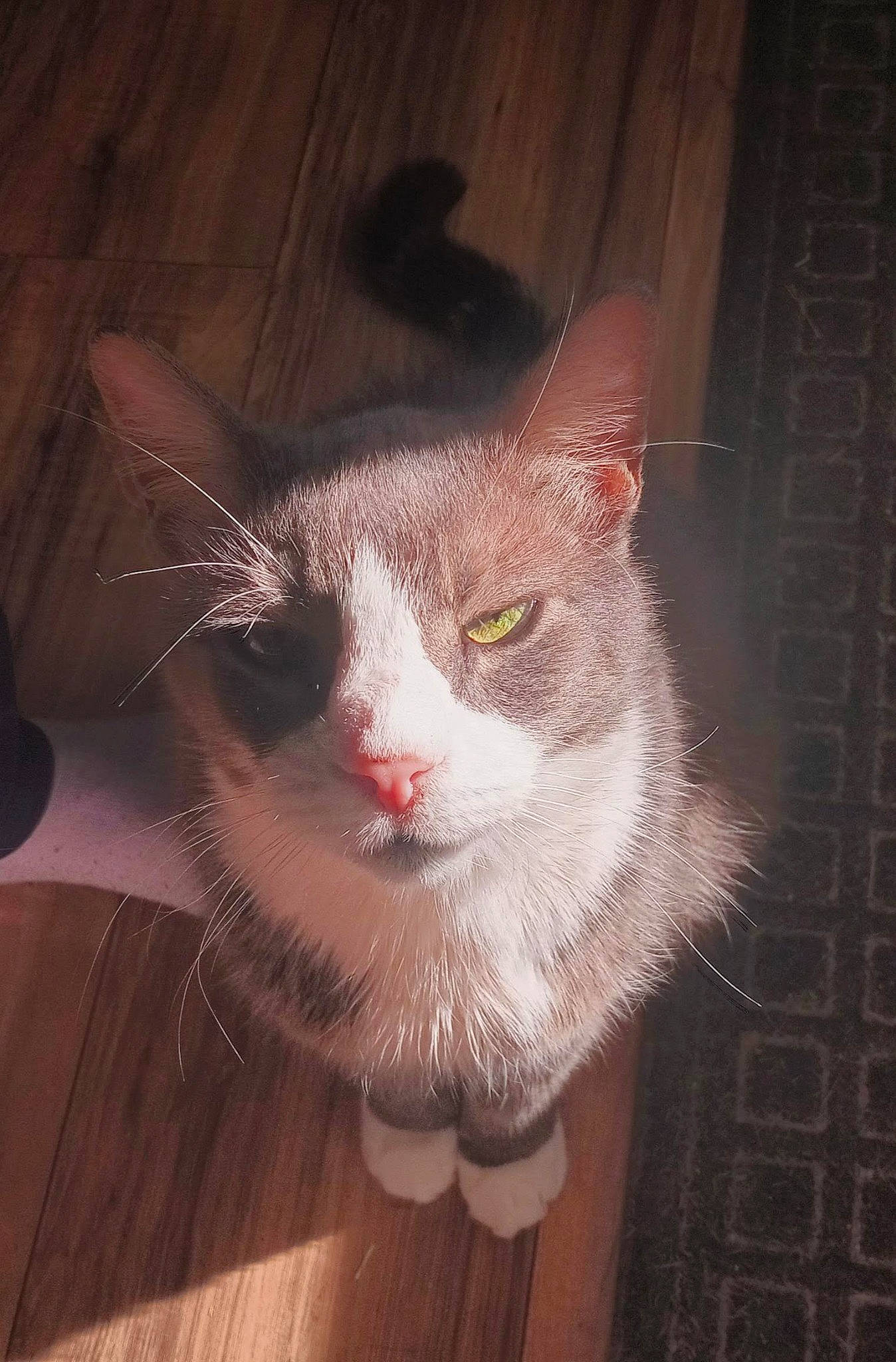 Rabbit joined the competition — help win amazing prizes! art, box, carnivore, cat, domestic_short_haired_cat, ear, eye, fawn, felidae, flooring, fur, hair, hardwood, paw, small_to_medium_sized_cats, snout, tail, whiskers, window, wood