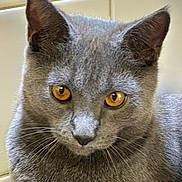 Arlo participe au concours pour gagner de l'argent avec cette photo : cat, gray_cat, close_up, amber_eyes, feline, pet, animal, whiskers, ears, fur, portrait, indoor, tile_background, looking_at_camera, cute, domestic_cat, mammal, face, expression, soft_texture