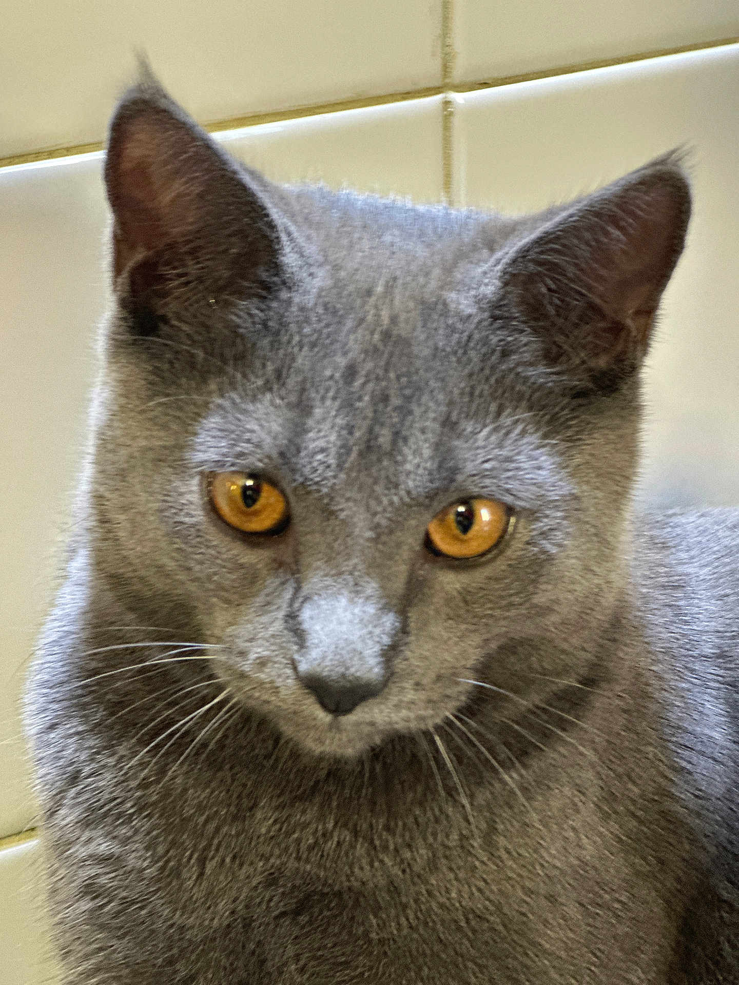 Arlo participe au concours pour gagner de l'argent avec cette photo : cat, gray_cat, close_up, amber_eyes, feline, pet, animal, whiskers, ears, fur, portrait, indoor, tile_background, looking_at_camera, cute, domestic_cat, mammal, face, expression, soft_texture
