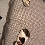 cat, bed, blanket, loafing, pattern, feather, fur, pet, indoor, tile_floor, resting, two_cats, white, brown, black, looking_up, looking_sideways, domestic_animal, cute, cozy