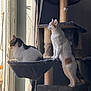 cat, cats, cat_tree, window, sunlight, indoor, pet, feline, hammock, curious, perched, fur, cozy, playground, alert, looking_outside, domestic, animal, resting, standing