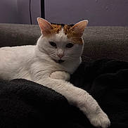 Soupape participe au concours pour gagner de l'argent avec cette photo : cat, calico_cat, feline, pet, animal, relaxed, indoor, blanket, couch, fur, whiskers, paw, resting, cozy, domestic, purple_wall, black_blanket, calm, portrait, side_view