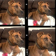 Kona joined the competition — help win amazing prizes! dog, brown_dog, collar, couch, blanket, red_toy, pet, indoor, relaxed, four_panel, film_strip, portrait, animal, laying_down, furniture, closeup, canine, household, domestic_animal, resting