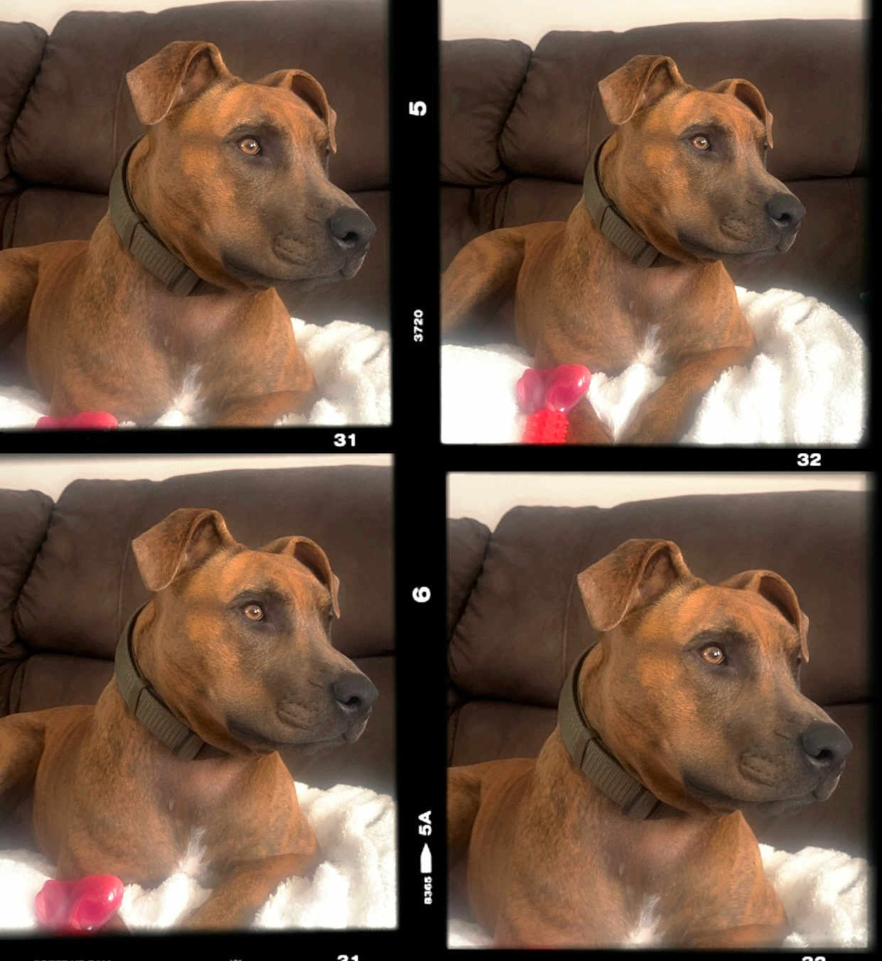 Kona