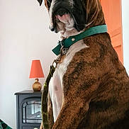 Sam a rejoint le concours — aidez-le/la à gagner de superbes lots ! dog, boxer, pet, indoor, collar, leash, brindle, animal, portrait, furniture, lamp, fireplace, home, brown, white, sitting, looking, domestic, canine, cute