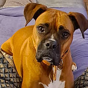 Oups participe au concours pour gagner de l'argent avec cette photo : dog, brown_dog, pet, animal, canine, indoor, blanket, cushion, fur, collar, looking, sitting, floor, expression, ears, eyes, snout, portrait, furniture, home