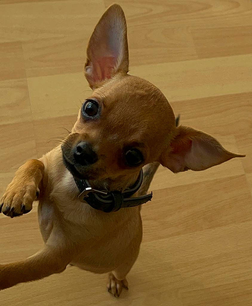 Flash a rejoint le concours — aidez-le/la à gagner de superbes lots ! carnivore, chihuahua, collar, companion_dog, dog, dog_breed, dog_supply, ear, eye, fawn, liver, pet_supply, snout, sporting_group, tail, terrestrial_animal, toy_dog, whiskers, wood, working_animal