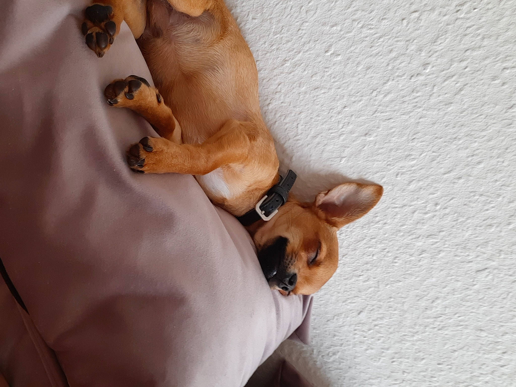Flash participe au concours pour gagner de l'argent avec cette photo : canidae, carnivore, chihuahua, comfort, companion_dog, dog, dog_breed, ear, fawn, foot, gesture, human_leg, paw, snout, sporting_group, tail, toy_dog, watch, whiskers, working_animal
