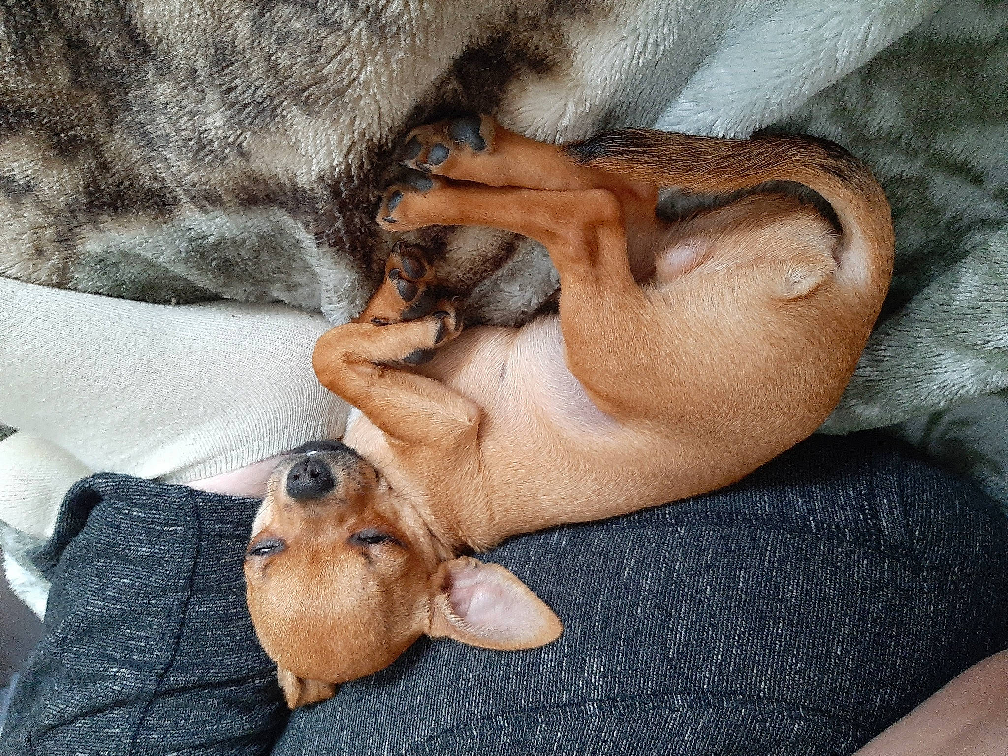 Flash a rejoint le concours — aidez-le/la à gagner de superbes lots ! canidae, carnivore, comfort, companion_dog, dog, dog_breed, ear, fawn, finger, fur, linens, mammal, nail, paw, snout, sporting_group, terrestrial_animal, toy_dog, vertebrate, whiskers