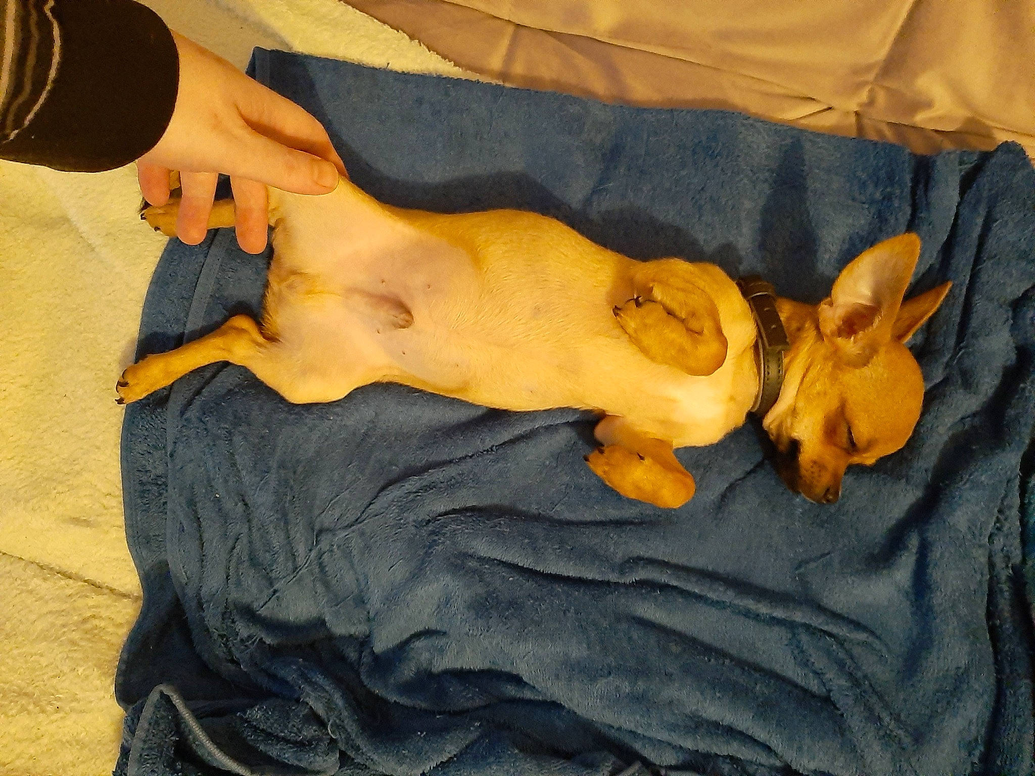 Flash participe au concours pour gagner de l'argent avec cette photo : abdomen, art, canidae, carnivore, chest, comfort, companion_dog, dog, dog_breed, fawn, felidae, human_leg, linens, sporting_group, statue, stuffed_toy, thigh, trunk, wood, working_animal