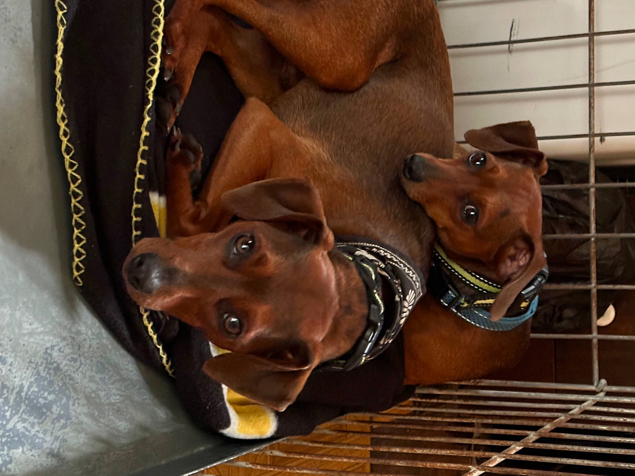 Tippy N Tipper joined the competition — help win amazing prizes! brown, carnivore, collar, companion_dog, dog, dog_breed, dog_collar, dog_supply, ear, fashion_accessory, fawn, guard_dog, leather, liver, metal, pet_supply, snout, sporting_group, whiskers, working_animal