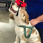 Snickerdoodle joined the competition — help win amazing prizes! dog, graduation_cap, pet, happy, leash, harness, person, indoor, sitting, celebration, canine, brown_and_white, fur, smiling, animal, cute, companion, training, friendship, holding
