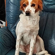 Tina a rejoint le concours — aidez-le/la à gagner de superbes lots ! dog, pet, animal, white, brown, sitting, chair, leather, indoor, portrait, fur, ears, paws, tail, calm, cute, domestic, companion, mammal, relaxed