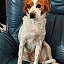 dog, pet, animal, white, brown, sitting, chair, leather, indoor, portrait, fur, ears, paws, tail, calm, cute, domestic, companion, mammal, relaxed