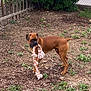 Apollo joined the competition — help win amazing prizes! attentive, backyard, boxer, brown_coat, chainlink_fence, dirt, dog, ears, grass, ground_cover, outdoor, pet, playing, rope_toy, short_hair, shrubs, standing, tail, toy, wooden_fence
