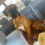 Apollo joined the competition — help win amazing prizes! attentive, backseat, blanket, boxer, brown_coat, car_interior, dog, domestic_animal, ears, paws, pet, portrait, seatbelt, sitting, snout, sunlight, towel, travel, white_chest_marking, window