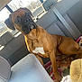 attentive, backseat, blanket, boxer, brown_coat, car_interior, dog, domestic_animal, ears, paws, pet, portrait, seatbelt, sitting, snout, sunlight, towel, travel, white_chest_marking, window
