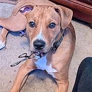 Potato joined the competition — help win amazing prizes! puppy, dog, carpet, indoor, pet, playing, mouth, eyelash_curler, brown_dog, collar, wooden_furniture, curious, close_up, lying_down, young_dog, domestic_animal, cute, animal, looking_up, floor