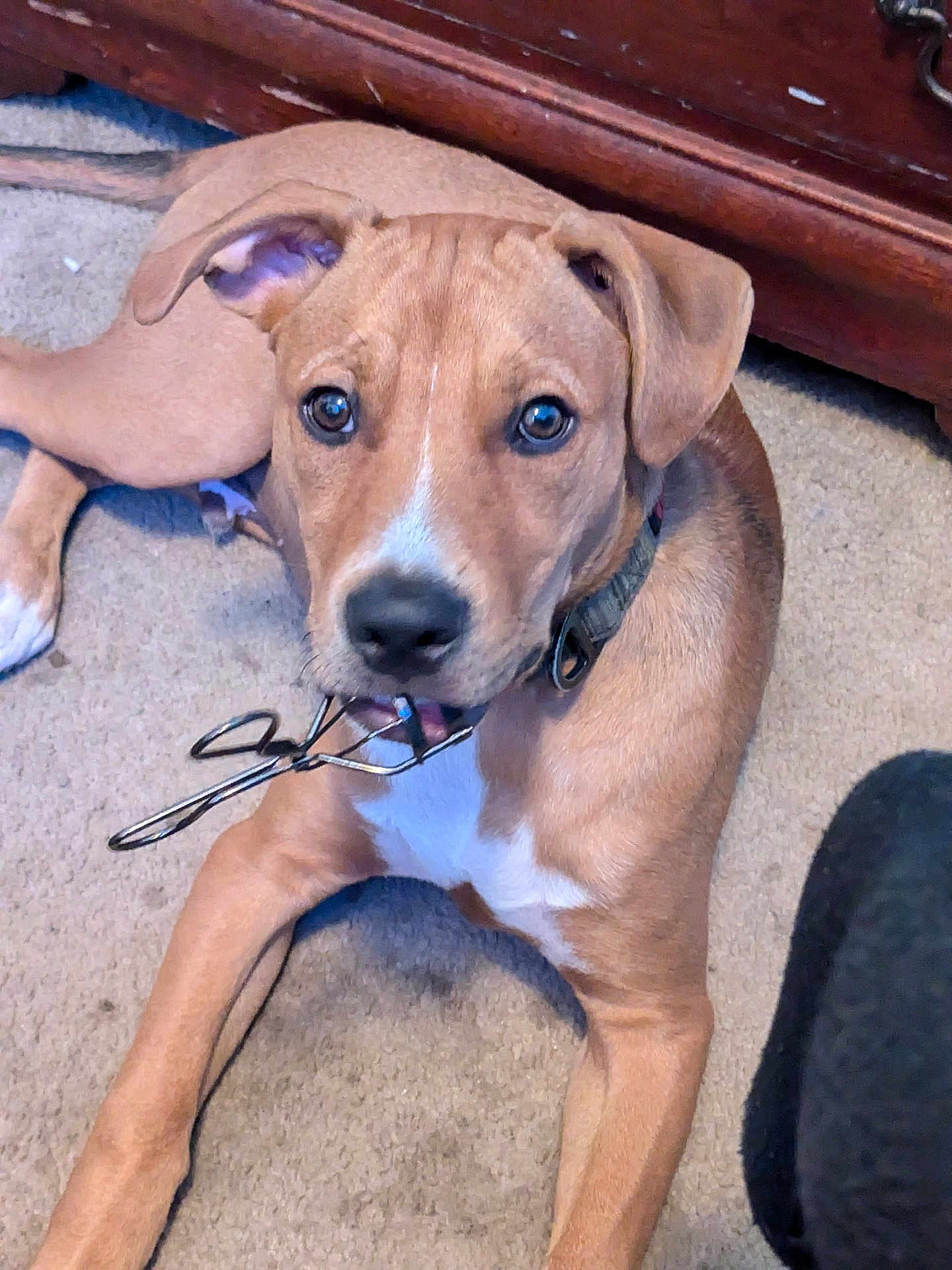 Potato joined the competition — help win amazing prizes! puppy, dog, carpet, indoor, pet, playing, mouth, eyelash_curler, brown_dog, collar, wooden_furniture, curious, close_up, lying_down, young_dog, domestic_animal, cute, animal, looking_up, floor