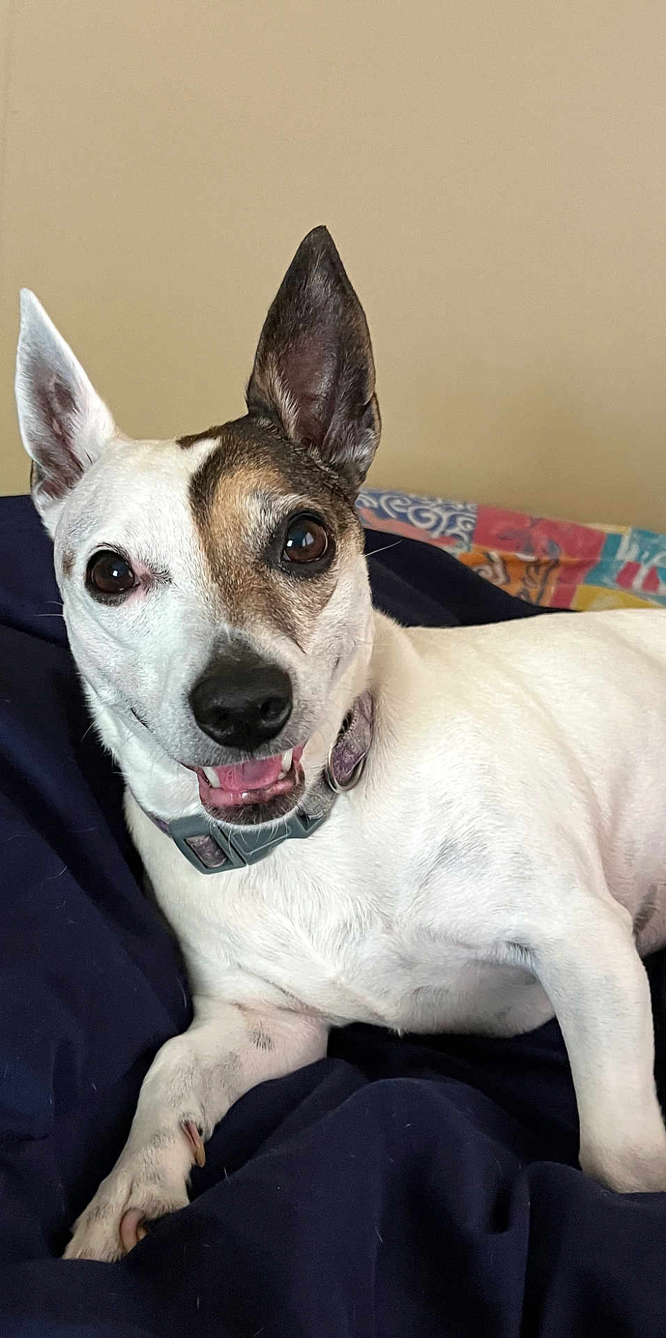 Violet is registered to the contest to win money with this photo: dog, pet, animal, white_fur, black_fur, brown_fur, ear, collar, smiling, lying_down, blanket, bed, indoor, closeup, face, paw, cute, happy, fur, portrait