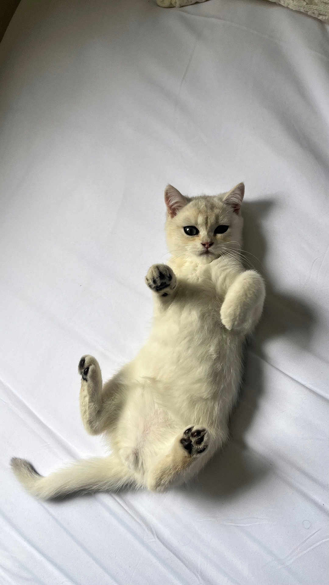 Oslo a rejoint le concours — aidez-le/la à gagner de superbes lots ! kitten, cat, white_fur, lying_down, paws, bed, sheet, pet, animal, cute, feline, young_cat, indoor, resting, playful, soft, whiskers, tail, adorable, curious