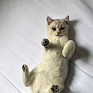 Oslo is registered to the contest to win money with this photo: adorable, animal, bed, cat, curious, cute, feline, indoor, kitten, lying_down, paws, pet, playful, resting, sheet, soft, tail, whiskers, white_fur, young_cat