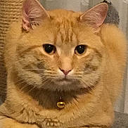 Simba a rejoint le concours — aidez-le/la à gagner de superbes lots ! aegean_cat, american_shorthair, asian, australian_mist, british_shorthair, carnivoran, cat, cat_like_mammal, domestic_short_haired_cat, dragon_li, european_shorthair, fauna, fur, kitten, pixie_bob, small_to_medium_sized_cats, snout, tabby_cat, whiskers