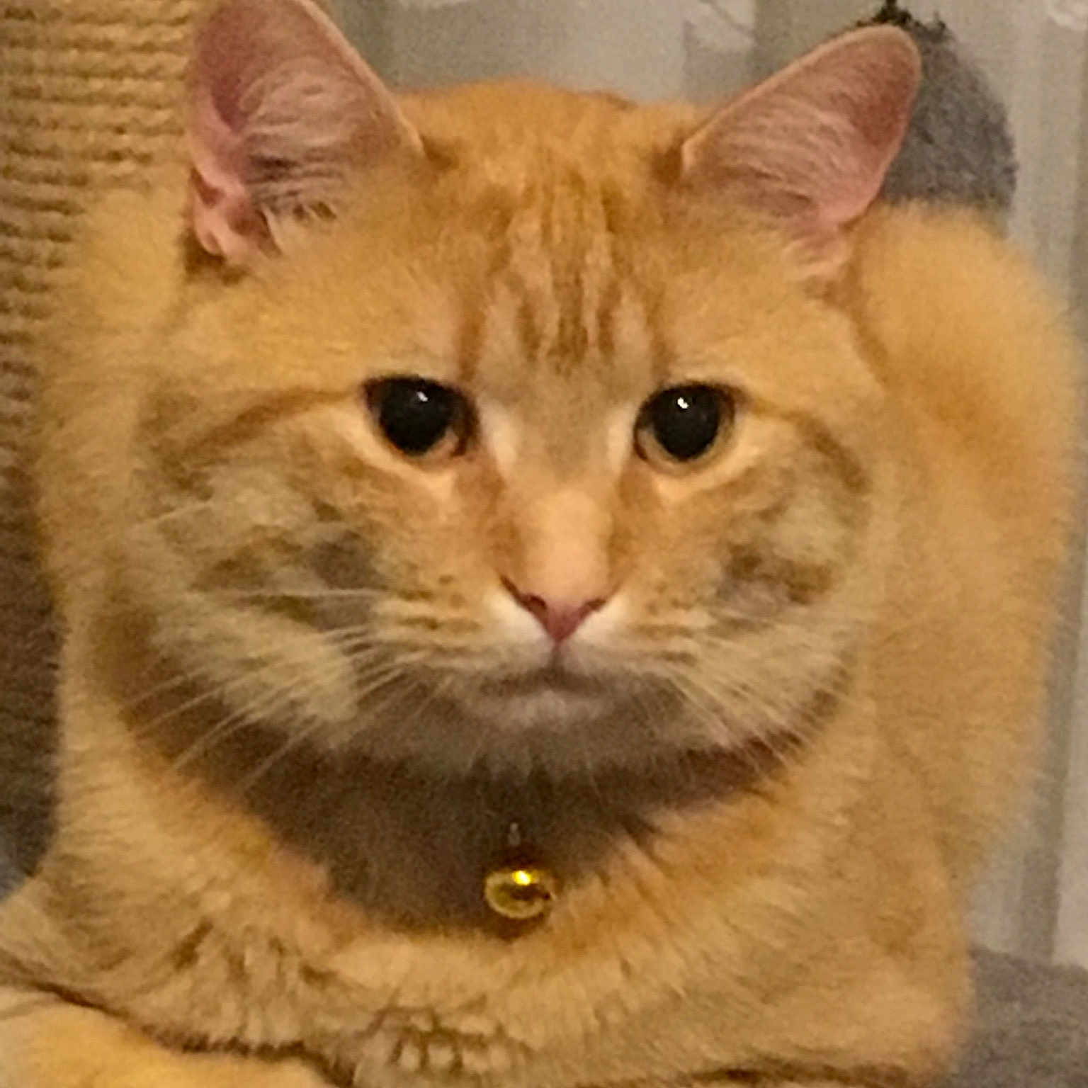 Simba