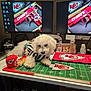 dog, white_dog, referee_shirt, desk, computer_monitors, kansas_city_chiefs, sports_memorabilia, mini_helmet, mouse_pad, keyboard, office, cable_wires, bottle, pen, screen_display, sports_fan, indoor, pet, fluffy_dog, relaxed