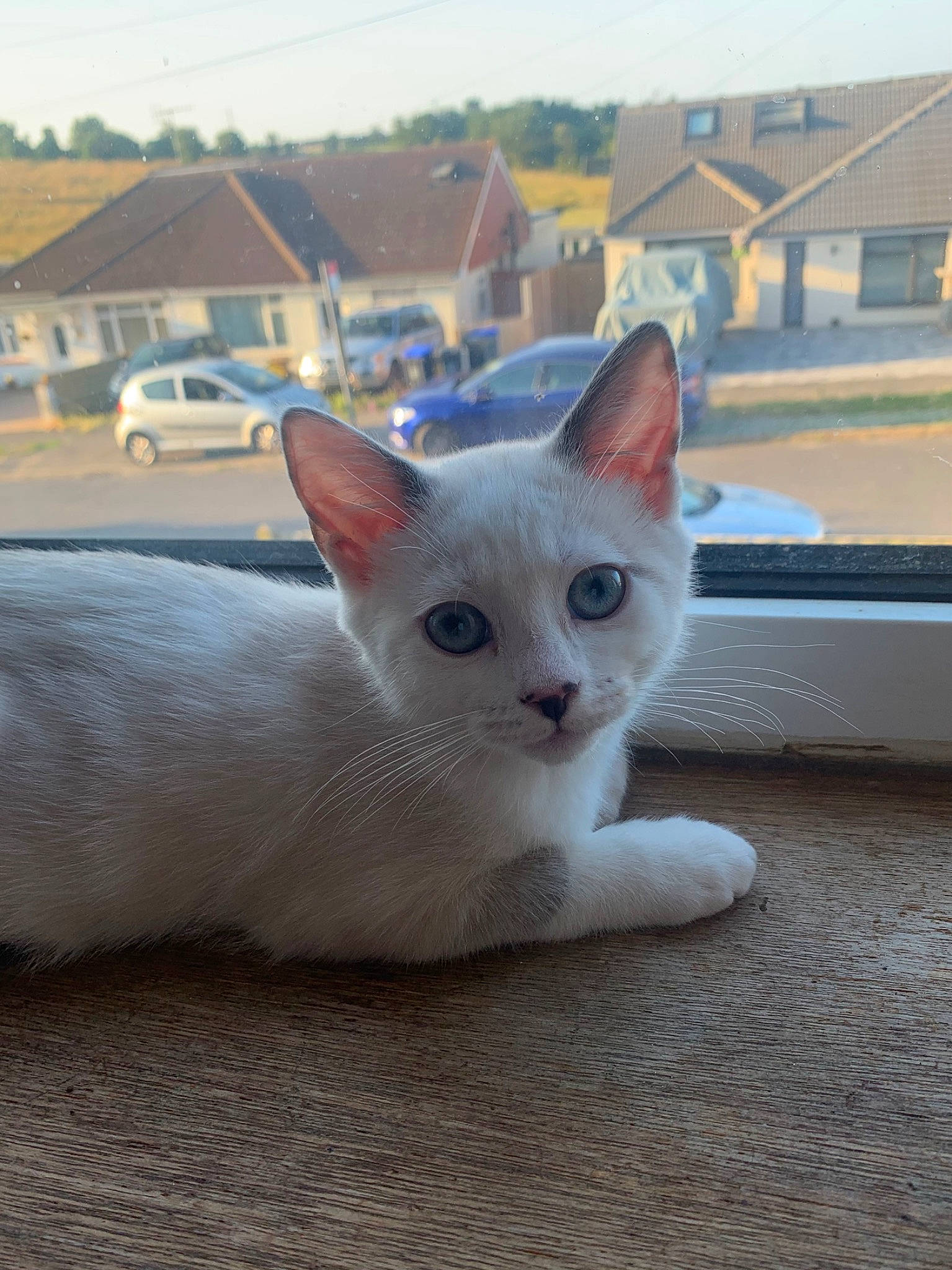 Jessica is registered to the contest to win money with this photo: building, car, carnivore, cat, domestic_short_haired_cat, eye, fawn, felidae, fur, paw, sky, small_to_medium_sized_cats, snout, tail, whiskers, window