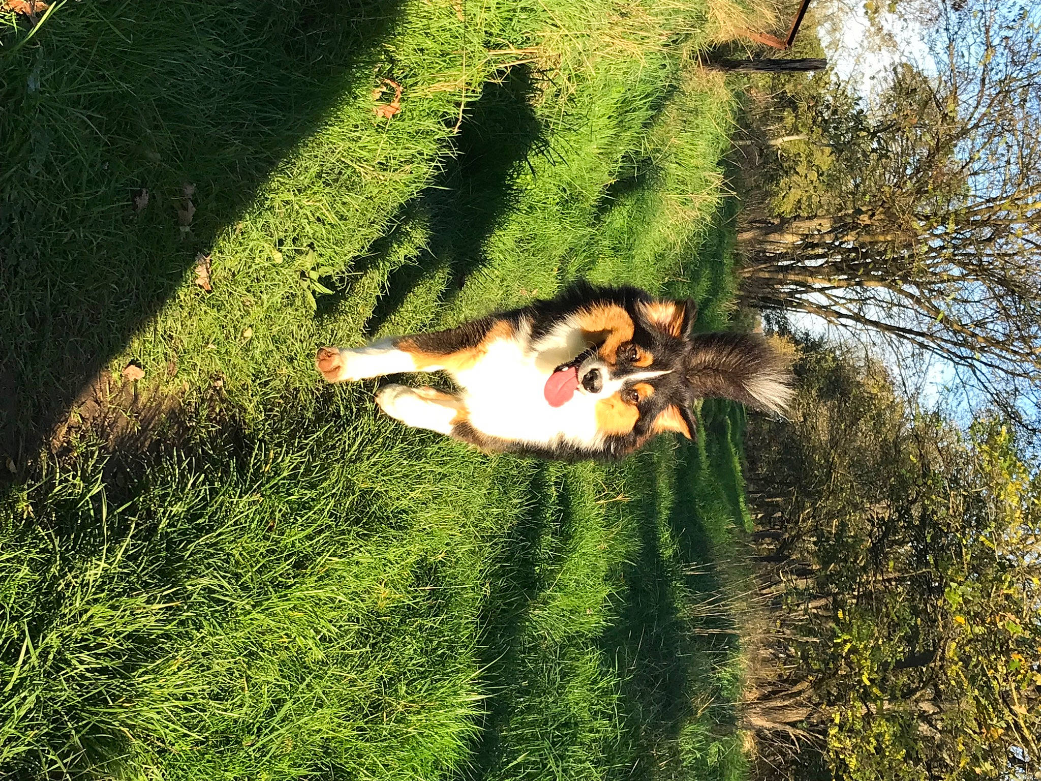 Olaf a rejoint le concours — aidez-le/la à gagner de superbes lots ! _geese_and_swans, ducks, fawn, grass, grass_family, grassland, groundcover, landscape, meadow, natural_environment, natural_landscape, pasture, people_in_nature, plant, shrub, sunlight, tail, tints_and_shades, tree, trunk