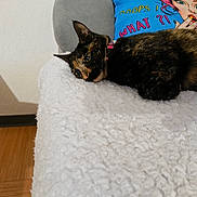 Yuna participe au concours pour gagner de l'argent avec cette photo : cat, tortoiseshell, pet, animal, resting, blanket, pillow, indoor, furniture, cozy, fur, cute, relaxed, closeup, home, wood_floor, colorful, pattern, face, expression