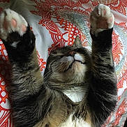 Romano joined the competition — help win amazing prizes! bed, bedding, blanket, cat, close_up, cute, feline, fur, patterned_blanket, paw, paw_pads, paws_up, pet, pink_paws, portrait, relaxed, sleeping, stretching, tabby, whiskers