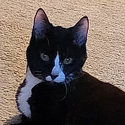 Chuchu is registered to the contest to win money with this photo: black_and_white, carpet, cat, close_up, cute, domestic_cat, ears, feline, fur, green_eyes, home, indoor, looking_at_camera, pet, portrait, relaxed, shadow, sitting, tuxedo_cat, whiskers