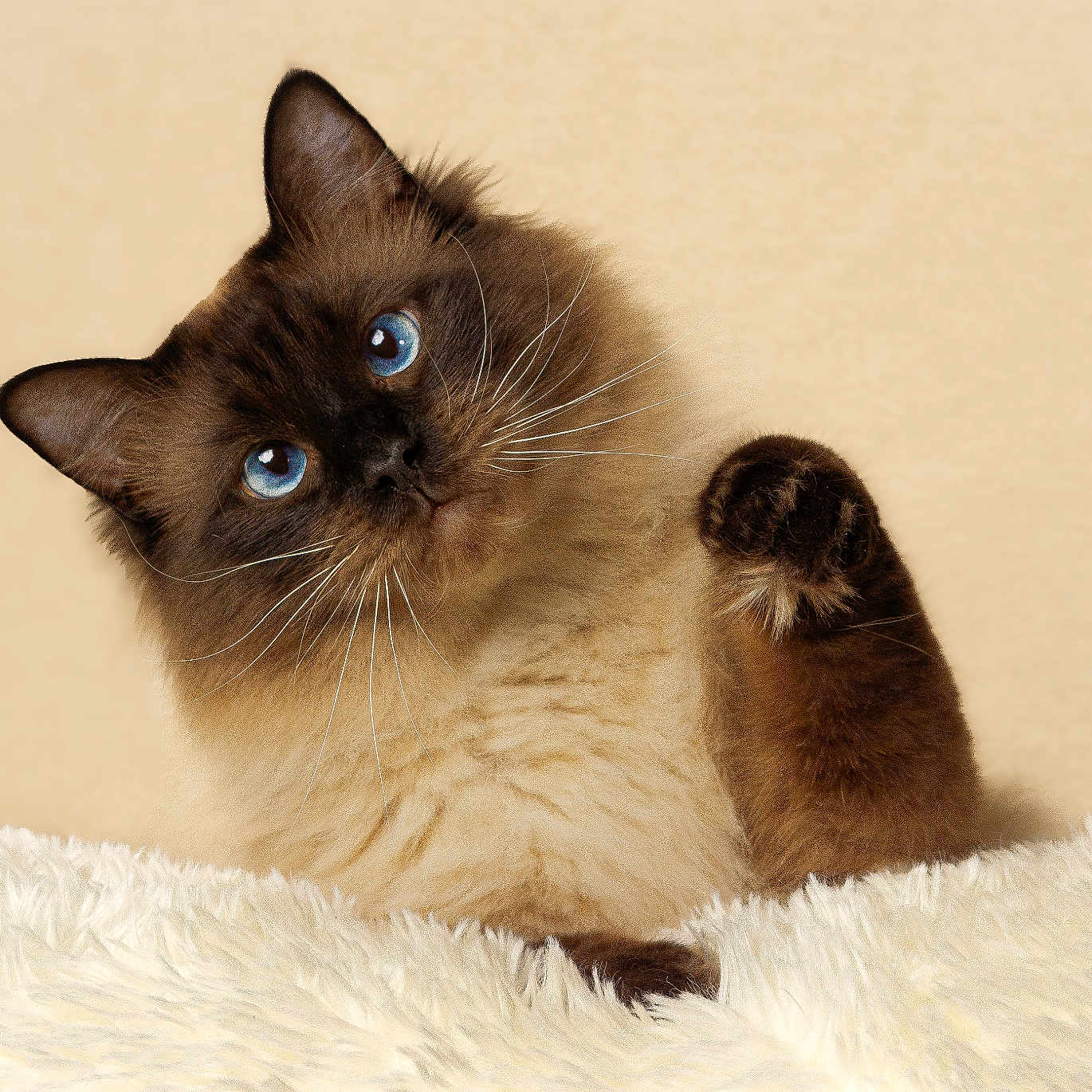 Squish joined the competition — help win amazing prizes! alert, animal, beige_background, blue_eyes, cat, close_up, cute, domestic_animal, feline, fluffy, fur, indoor, paw, pet, playful, portrait, resting, small_animal, soft_texture, whiskers