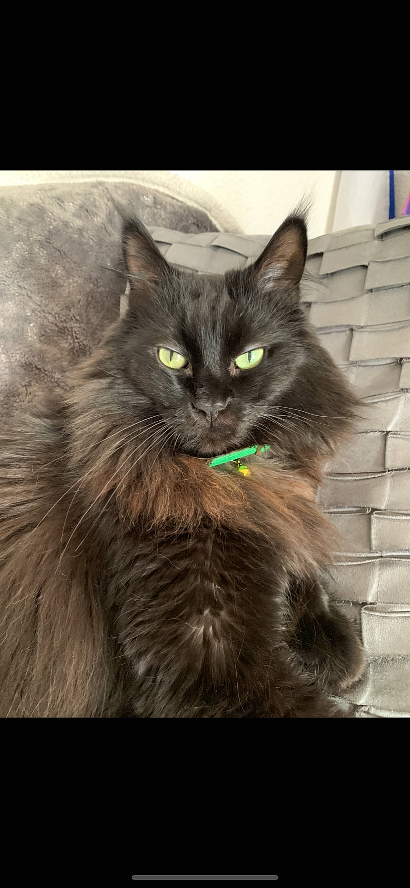 Sparco participe au concours pour gagner de l'argent avec cette photo : asian_semi_longhair, black_cat, british_longhair, carnivore, cat, domestic_long_haired_cat, felidae, kitten, korat, maine_coon, mammal, nebelung, norwegian_forest_cat, ragamuffin, small_to_medium_sized_cats, vertebrate, whiskers