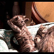 Icey is registered to the contest to win money with this photo: animal, blanket, cat, cozy, cute, domestic, feline, fur, household, indoor, kitten, paws, pet_bed, playful, resting, sleepy, soft, stretching, tabby, young