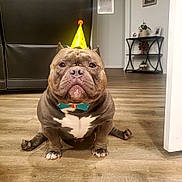 Ace is registered to the contest to win money with this photo: dog, party_hat, bow_tie, floor, living_room, wooden_floor, furniture, couch, shelf, decor, pet, brown_dog, indoor, celebration, animal, canine, cute, funny_pose, portrait, house