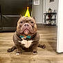 dog, party_hat, bow_tie, floor, living_room, wooden_floor, furniture, couch, shelf, decor, pet, brown_dog, indoor, celebration, animal, canine, cute, funny_pose, portrait, house
