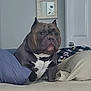 Ace joined the competition — help win amazing prizes! dog, bulldog, pet, bed, pillow, blanket, indoor, furniture, resting, animal, canine, brown, white, ears, face, door, frame, wall, comfort, companion