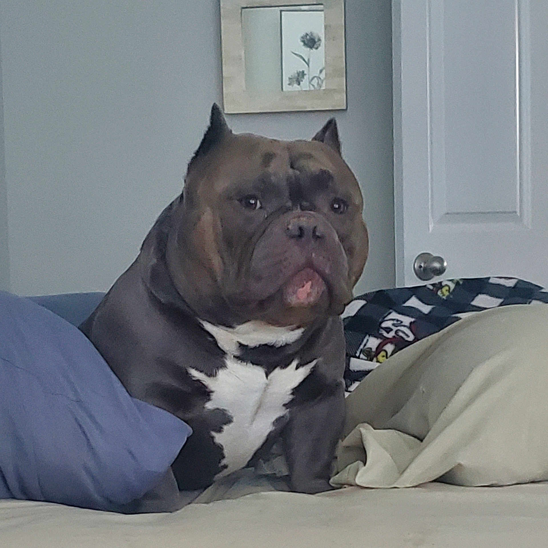 Ace joined the competition — help win amazing prizes! animal, bed, blanket, brown, bulldog, canine, comfort, companion, dog, door, ears, face, frame, furniture, indoor, pet, pillow, resting, wall, white